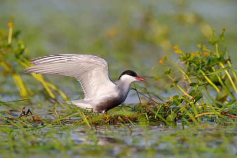 White-bearded Tern, White-bearded Tern, (Chlidonias hybridus), (Chlidonias hybrida), Marsh Tern