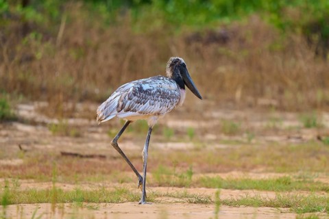 A long-legged bird walks over a grassy ground in a natural and green environment, juvenile, Jabiru