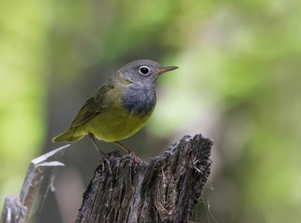 Connecticut Warbler, Oporornis agilis perched in the forest at Anglin Lake, Saskatchewan