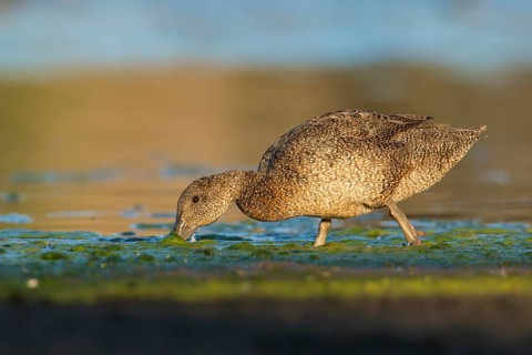 Freckled Duck (Stictonetta naevosa) female foraging, Victoria, Australia