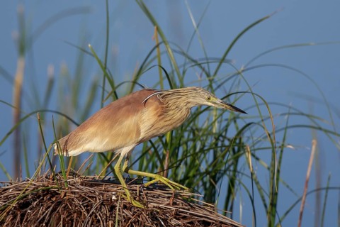 Squacco Heron (Ardeola ralloides), Greece
