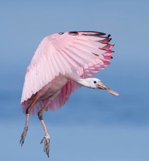 Roseate Spoonbill (Platalea ajaja) flying, Florida, USA