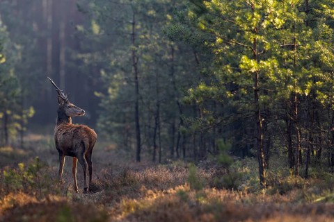 I have regularly observed this look and posture in red deer (Cervus elaphus) when wolves (Canis