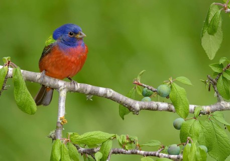 Painted Bunting (Passerina ciris) male perched on a branch, Texas, USA