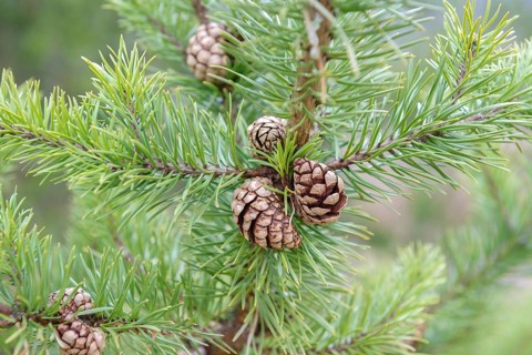 Banks' Pine (Pinus banksiana), Viewing Garden University of Applied Sciences W, Germany