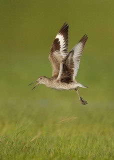 Willet (Tringa semipalmata) calling in flight, Texas, USA