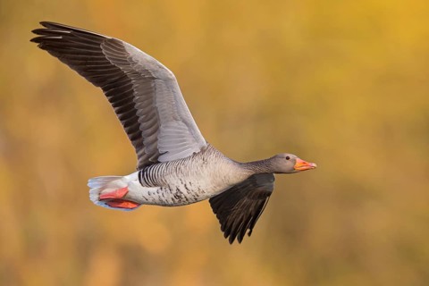 Greylag goose, Anser Anser, flight photo, lateral, Wagbachniederung, Baden-Württemberg, Germany