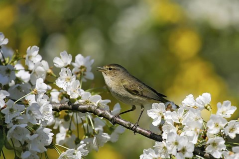 Common Chiffchaff (Phylloscopus collybita) male singing, Brandenburg, Germany