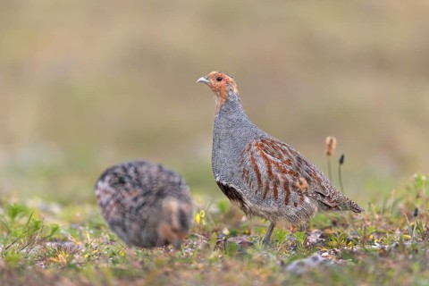 Partridges (Perdix perdix) feed on seeds, wild herbs, cereal grains, green plants and, more rarely,