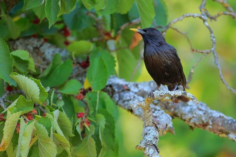 Spotless Starling (Sturnus unicolor) male perched on lichen branch, Andalusia, Spain