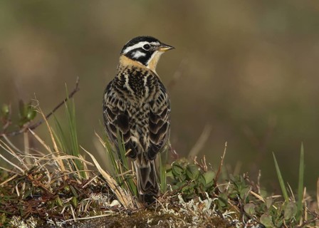 Smith's Longspur (Calcarius pictus), Alaska, USA