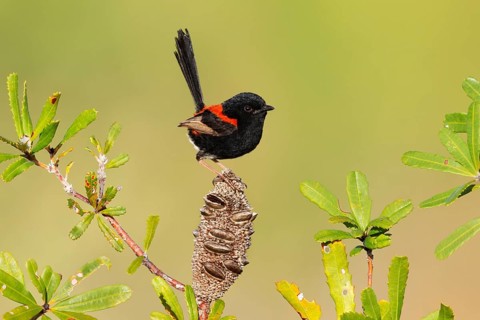 Red-backed Fairywren (Malurus melanocephalus) male, Queensland, Australia