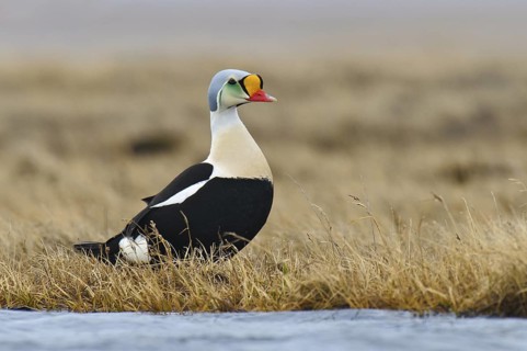King Eider (Somateria spectabilis) male, Alaska, USA