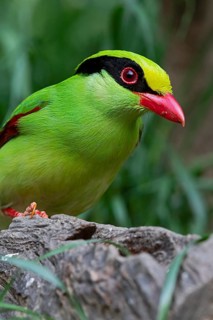 Common Green Magpie (Cissa chinensis chinensis), Yunnan, China