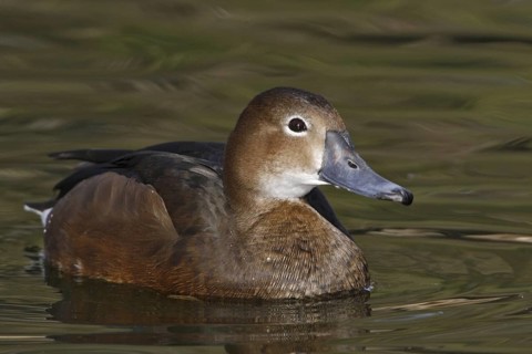 Rosy-billed Pochard (Netta peposaca) female, Arizona, USA