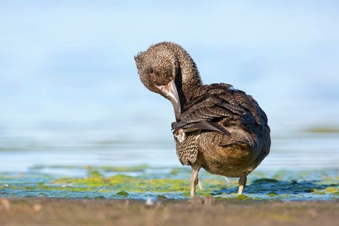 Freckled Duck (Stictonetta naevosa) male preening, Victoria, Australia