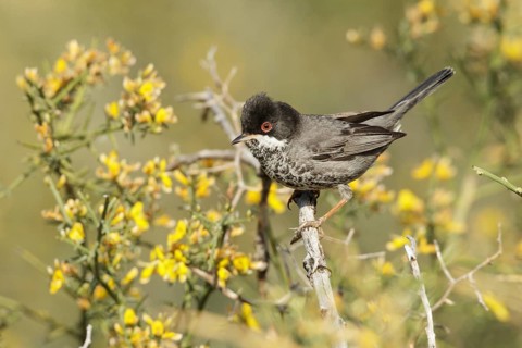 Cyprus Warbler (Sylvia melanothorax) male, Cyprus