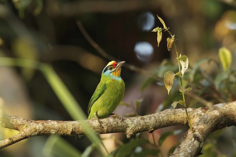 Black-browed Barbet (Psilopogon oorti) male, Fraser's Hill, Malaysia