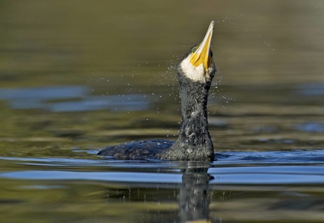 Great Cormorant (Phalacrocorax carbo), Piedmont, Italy
