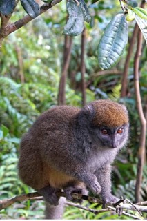 Lemur, Madagascar, Bamboo lemur, Halbmaki, Hapalemur, National Park, Madagascar