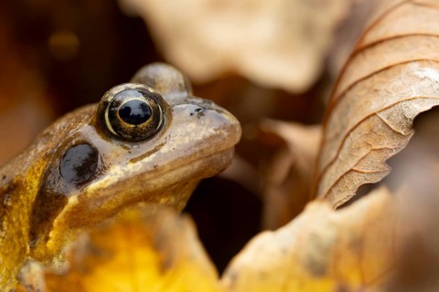 Common frog (Rana temporaria) adult amphibian amongst fallen autumn leaves, England, United Kingdom