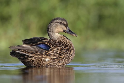 Mottled Duck (Anas fulvigula), Florida, USA