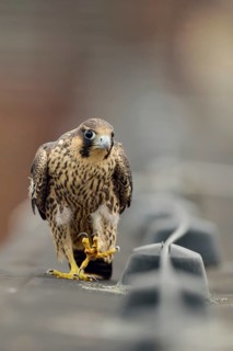 Peregrine Falcon (Falco peregrinus) young male walking on a roof, North Rhine-Westphalia, Germany