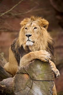 Asiatic lion (Panthera leo persica), male, lying, captive, Germany