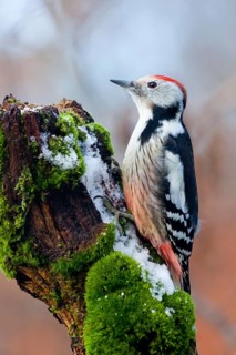 Middle Spotted Woodpecker (Dendrocoptes medius), Baden-Wuerttemberg, Germany