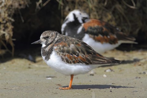 Ruddy Turnstone (Arenaria interpres) female, Texel, Netherlands