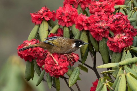 Black-faced Laughingthrush (Trochalopteron affine), Darjeeling, Indien