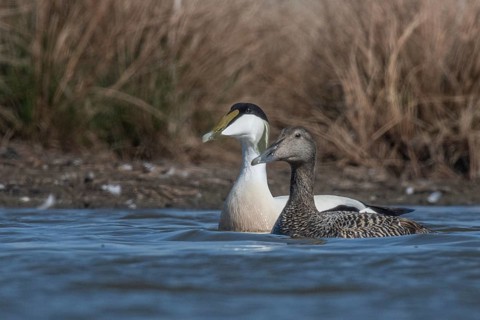 Common Eider (Somateria mollissima) pair, Schleswig-Holstein, Germany