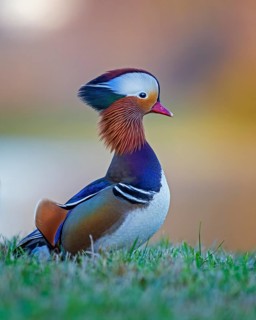Mandarin Duck (Aix galericulata) male, Saxony-Anhalt, Germany