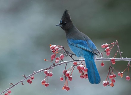 Steller's Jay (Cyanocitta stelleri) perched on a branch, Alaska, USA