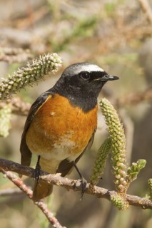 Common Redstart (Phoenicurus phoenicurus) male, Turkey