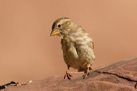 Rock Sparrow (Petronia petronia), Morocco