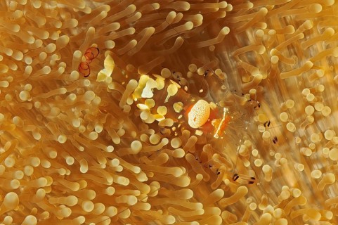 Underwater photo Close-up of the curled peacock-eye shrimp (Ancylocaris brevicarpalis) Synonym in