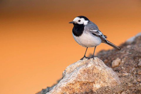 White Wagtail (Motacilla alba) perched on a rock, Poland