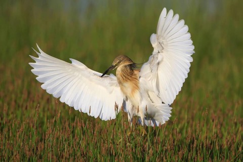 Squacco Heron (Ardeola ralloides), Greece