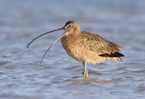 Long-billed Curlew (Numenius americanus), Texas, USA