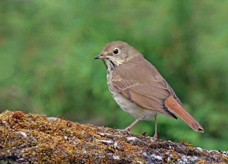 Hermit Thrush, Catharus guttatus, perched on a mossy log in Saskatoon, Saskatchewan, Canada