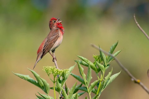 Common Rosefinch (Carpodacus erythrinus) male singing, Mecklenburg-Western Pomerania, Germany