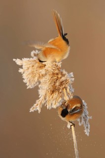 Bearded Reedling (Panurus biarmicus) male, Utrecht, Netherlands