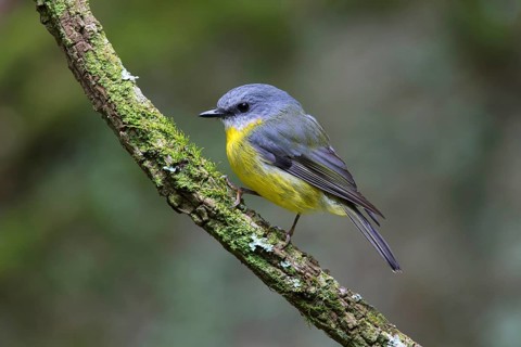 Eastern Yellow Robin (Eopsaltria australis), Victoria, Australia
