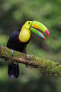 Keel-billed Toucan (Ramphastos sulfuratus) perched on a branch in Costa Rica