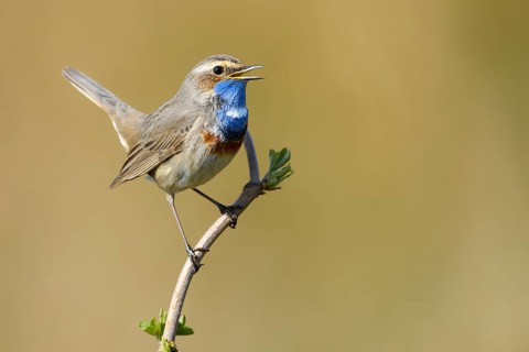 Bluethroat (Luscinia svecica cyanecula) male singing, Lower Saxony, Germany