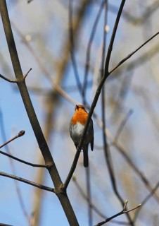 Robin (Erithacus rubecula) sitting on a branch, North Rhine-Westphalia, Germany