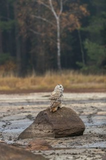 One Siberian Eagle Owl (Bubo bubo sibiricus) sitting on a rock at a dry lakeshore on an autumnal