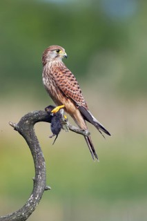 Turmfalke, lat. Falco tinnunculus, Weibchen mit gefangener Maus auf trockenem Ast sitzend und