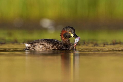 Australasian Grebe (Tachybaptus novaehollandiae) with a small fish in its beak, Victoria, Australia
